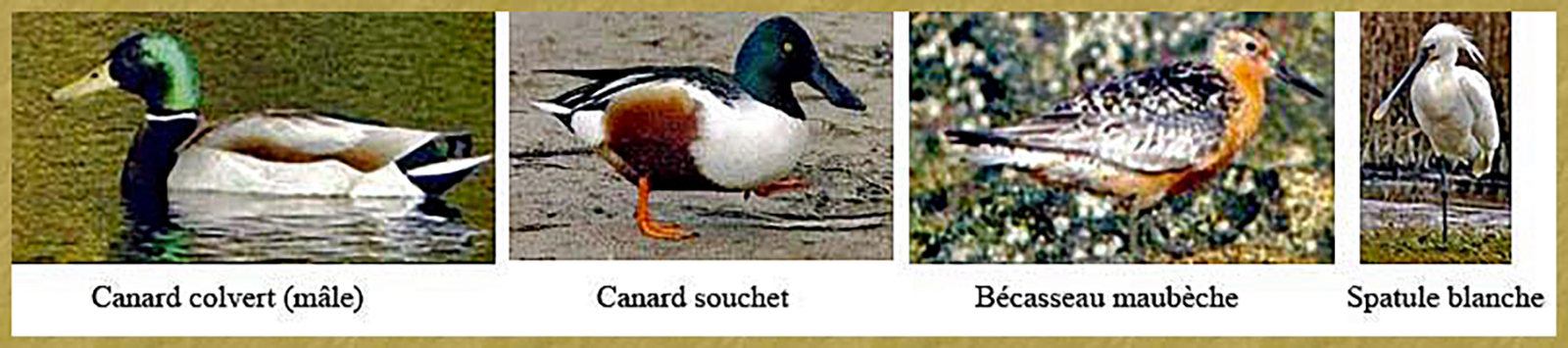 Les Nicheurs et Oiseaux Inféodés 